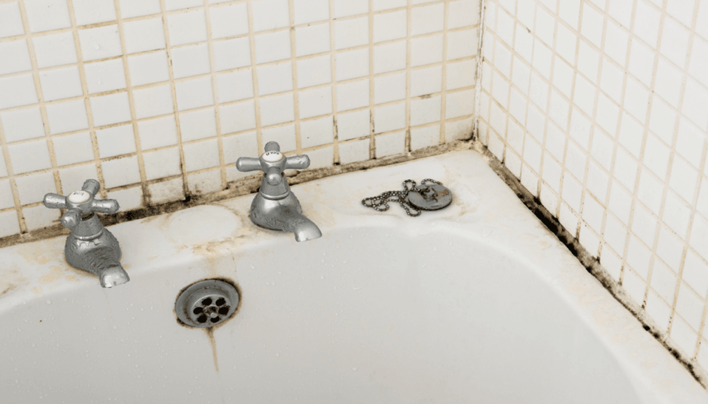 How to Remove Black Mold from Shower