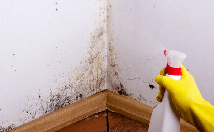 How to Remove Mold from Painted Walls