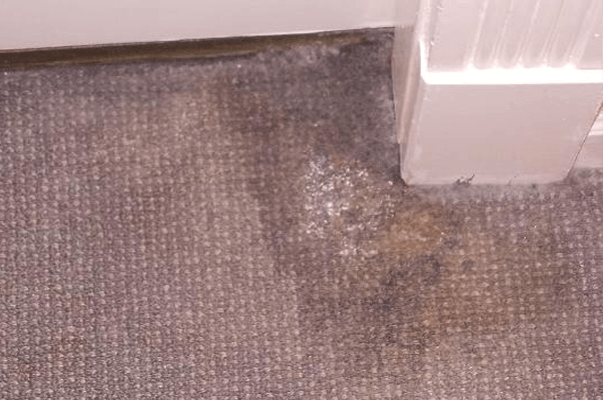How to Clean Mold in Carpet from Water Damage