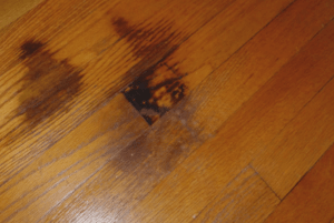 How to Remove Black Urine Stains from Hardwood Floors