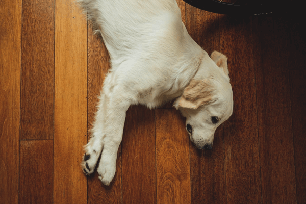 To Clean Dog Hair Off Hardwood Floors, How To Clean Up Dog Hair On Hardwood Floors