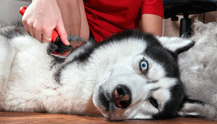 How to Get Rid of Husky Hair