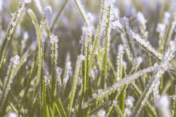 How to Protect New Grass from Frost