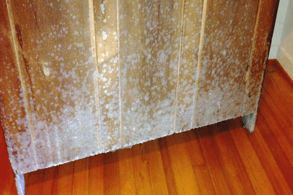 How To Get Rid Of White Mold From Wood, How To Get Rid Of White Mold In The Basement