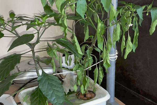 Why are My Hydroponic Plants Wilting