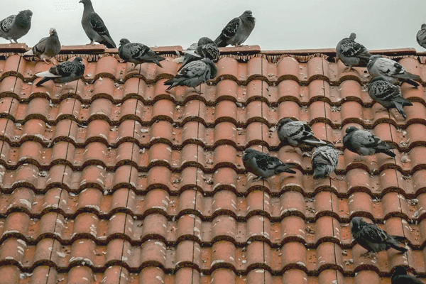 Ways for Getting Rid of Pigeons